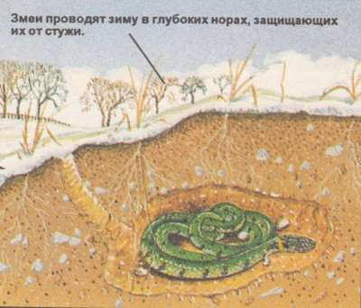 змеи проводят зиму в глубоких норах,защищающих их от стужи
